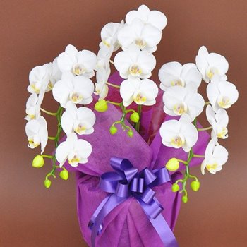 千葉市美浜区の幕張の花屋から胡蝶蘭を。開店祝いに小ぶりな胡蝶蘭3本立ち