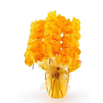 千葉で安くて当日も可能な胡蝶蘭、一番安いタイプの色付き黄色画像