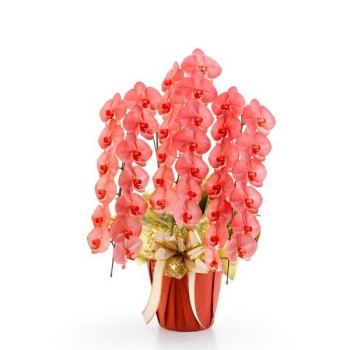 千葉で安くて当日も可能な胡蝶蘭、色付きの輪数多め赤色の画像