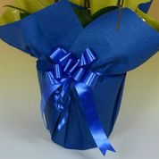 胡蝶蘭のラッピングの色、青