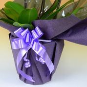 胡蝶蘭のラッピングの色、紫